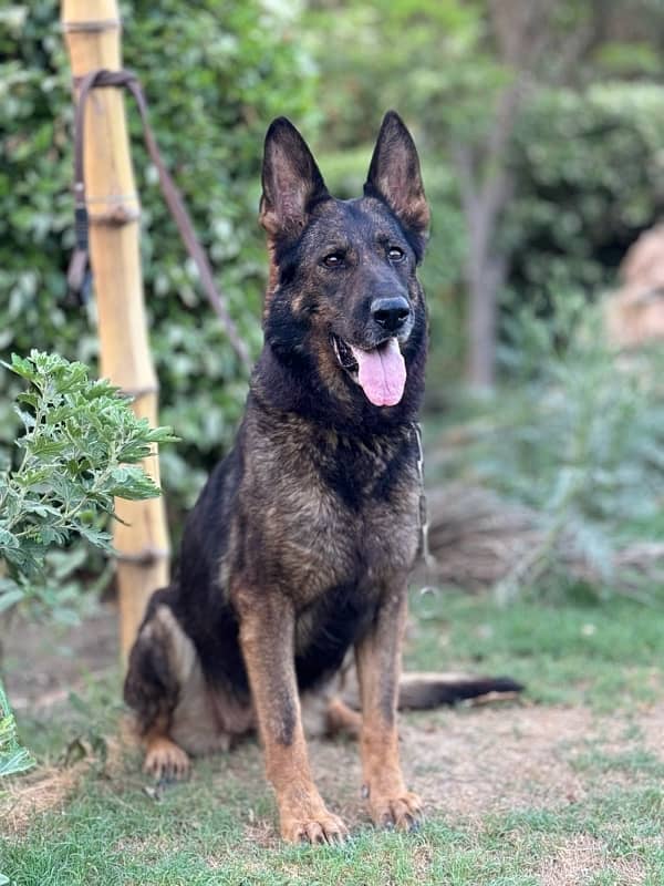 Working Line GSD Female 2