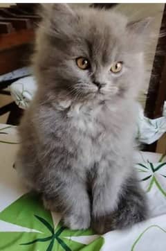 heavy coat greenish kitten available