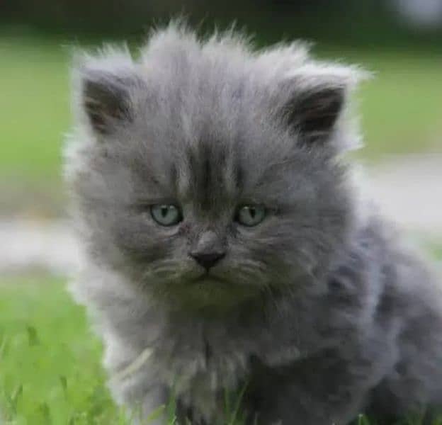 heavy coat greenish kitten available 1