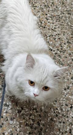 white male Persian triple coat