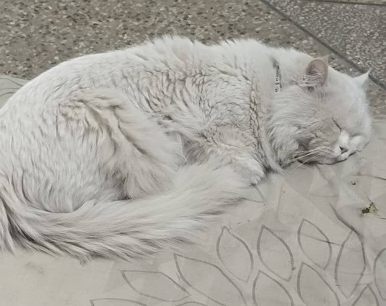 white male Persian triple coat 1