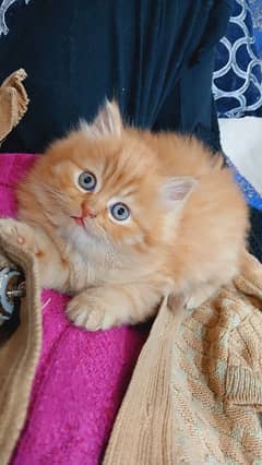 a very loving kitten ginger colour female 45 daya old