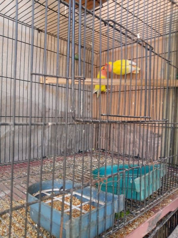 Aseel + love bird+cage 5