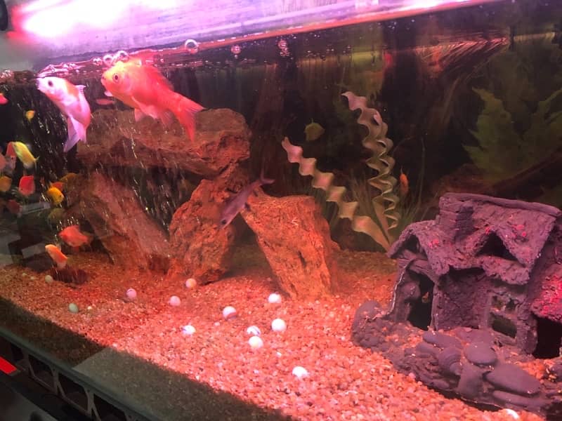 fish aquarium for sale in 12 mm glass best and premiume quality 4