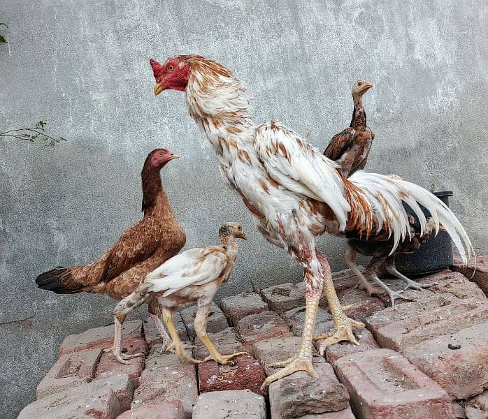 Aseel pair with 4 chicks for sale 1