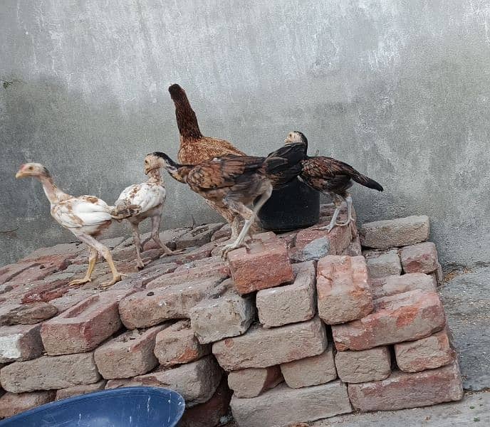 Aseel pair with 4 chicks for sale 2