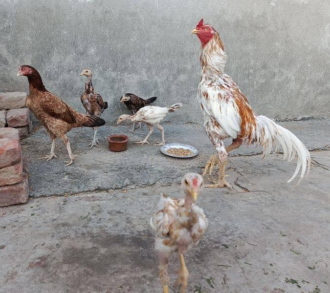 Aseel pair with 4 chicks for sale 3