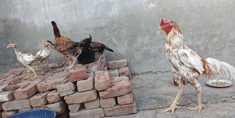 Aseel pair with 4 chicks for sale 4