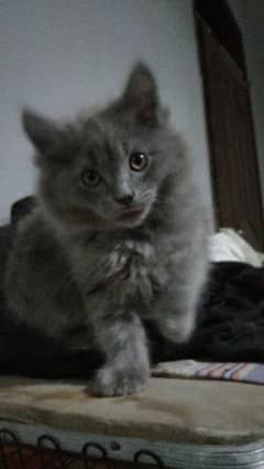 Persian cat 3 month old female