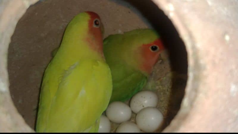 lovebirds 0