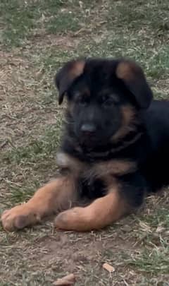 German Shepherd Male  Puppy, GSD Puppy, Puppy