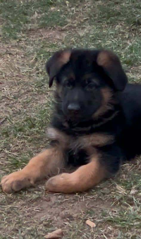 German Shepherd Male & Female Puppies, GSD Puppy, Puppy 1