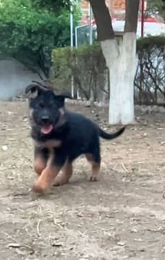 German Shepherd Male & Female Puppy, GSD Puppy, Puppy