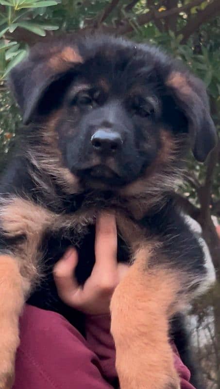 German Shepherd Male & Female Puppies, GSD Puppy, Puppy 2