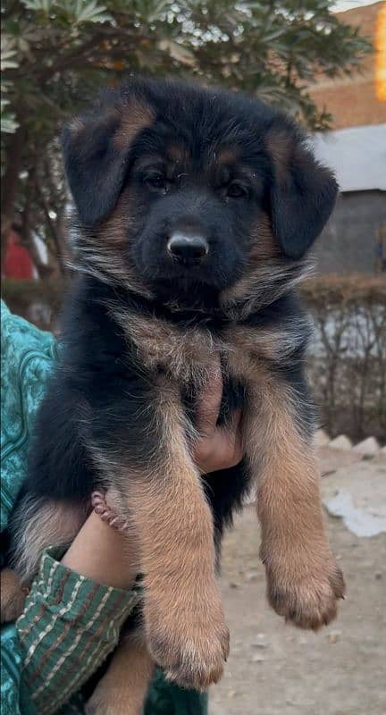 German Shepherd Male & Female Puppies, GSD Puppy, Puppy 3