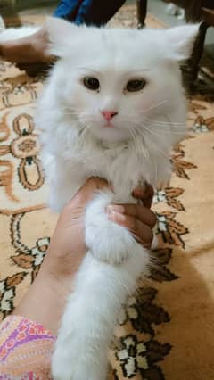 persian female cat