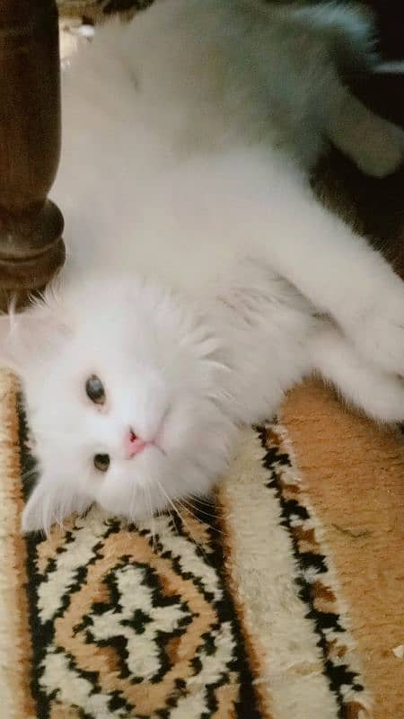 persian female cat 1