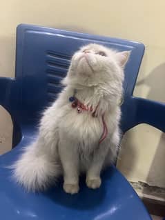 persian cat for sale