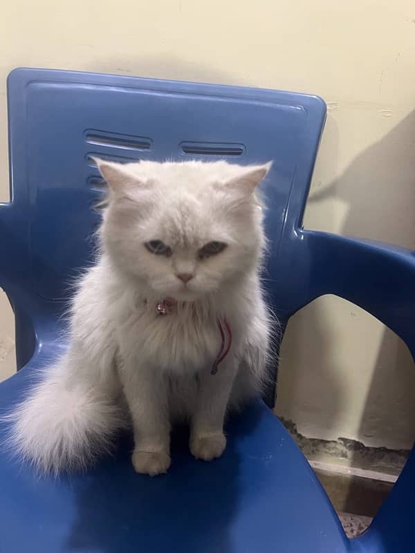 persian cat for sale 1