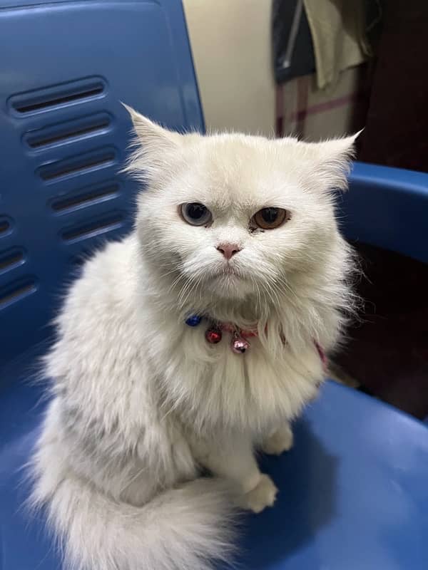 persian cat for sale 2