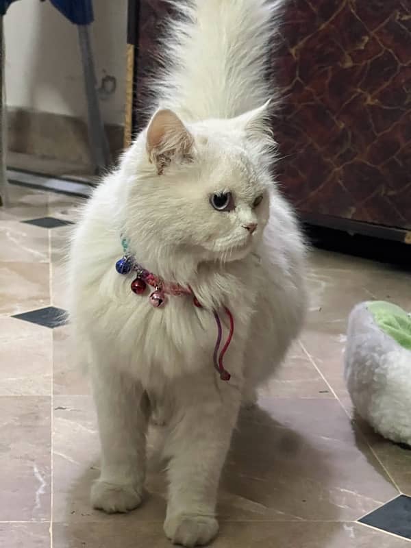 persian cat for sale 3