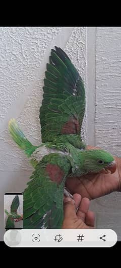 parrot