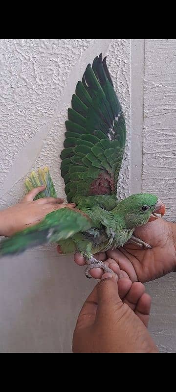 parrot chicks for sale 1