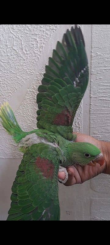 parrot chicks for sale 2