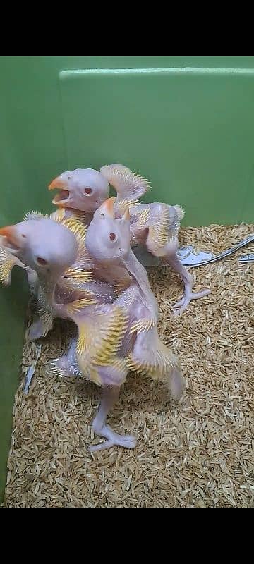 parrot chicks for sale 5