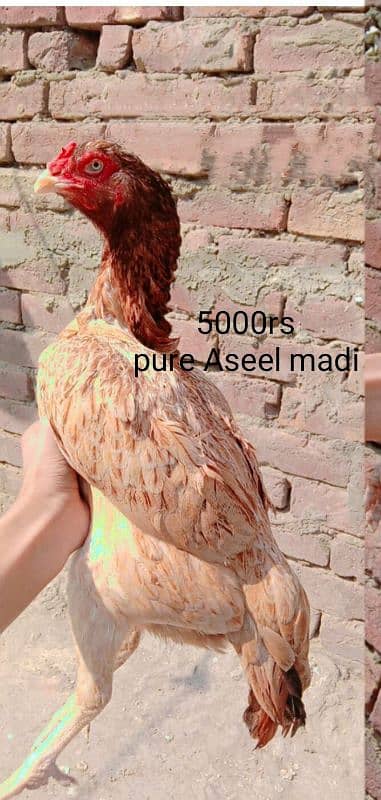 kurak Aseel Madi,Aseel Murga 3