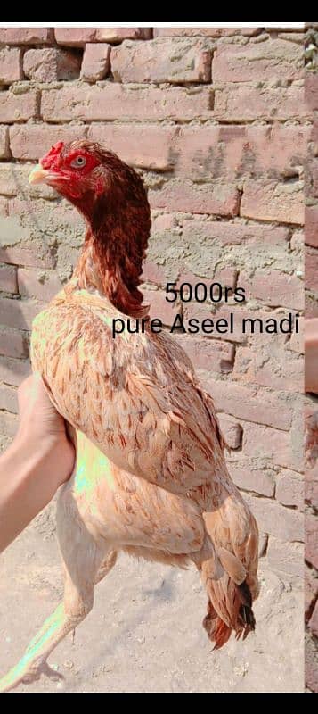 kurak Aseel Madi,Aseel Murga 4