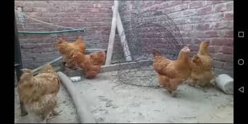 golden buff chicks