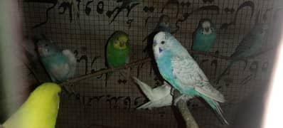 budgie parrots