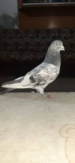 Imamdin kabuter/kabuter for sale/ pigeon for sale