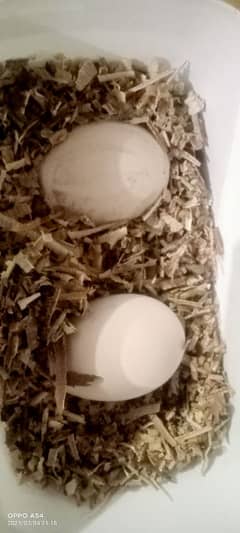 Black shoulder female or blue pied male egg