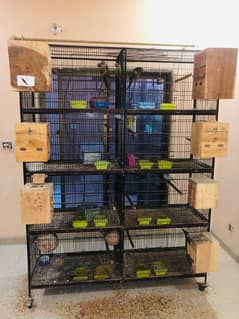 Bird setup for sale