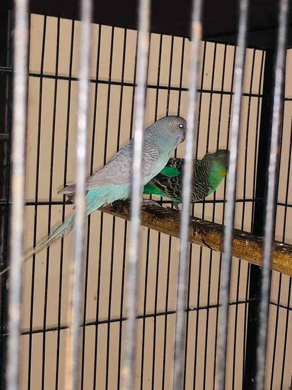 Bird setup for sale 3