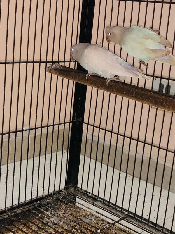 Bird setup for sale 5