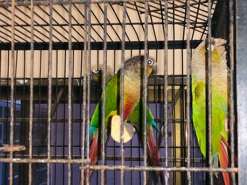 Bird setup for sale 6