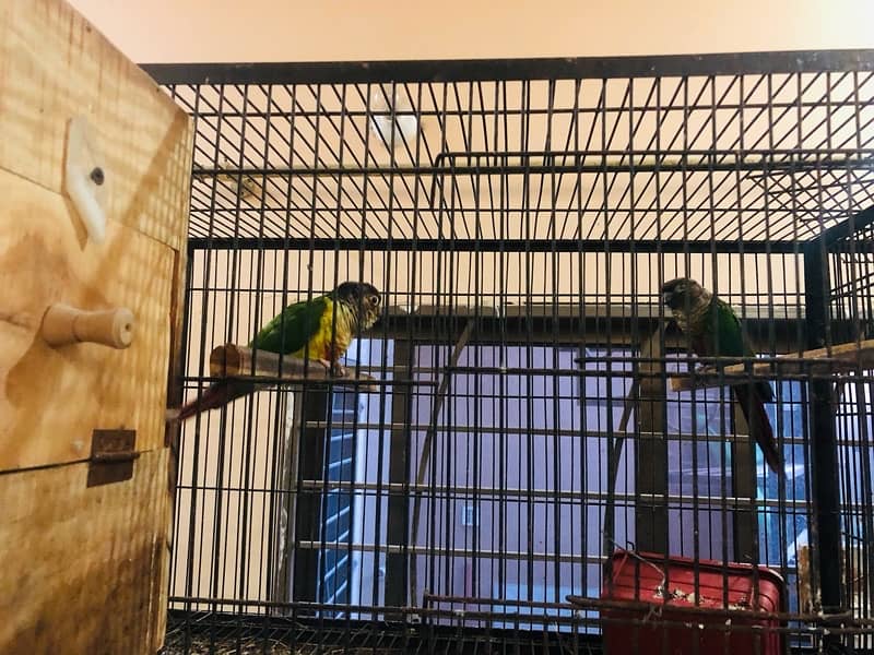 Bird setup for sale 10