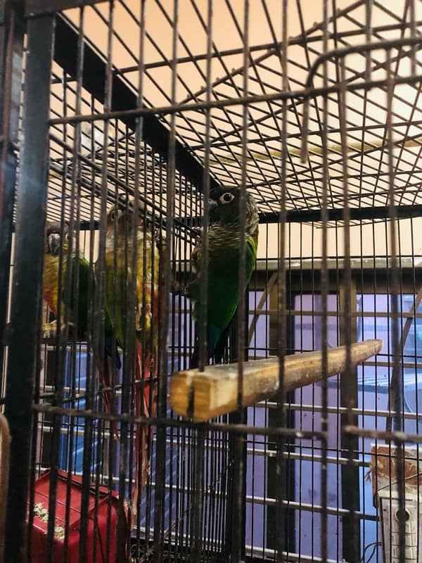 Bird setup for sale 11