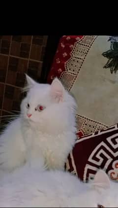 pure persian kittens odd eyes female blue eyes male