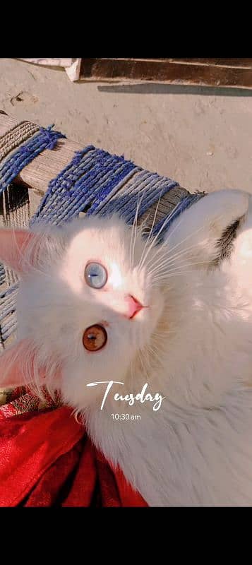 pure persian kittens odd eyes female blue eyes male 1