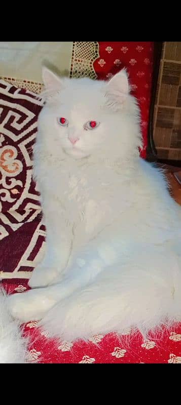 pure persian kittens odd eyes female blue eyes male 2