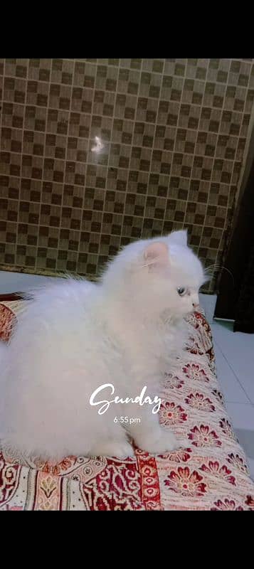 pure persian kittens odd eyes female blue eyes male 3