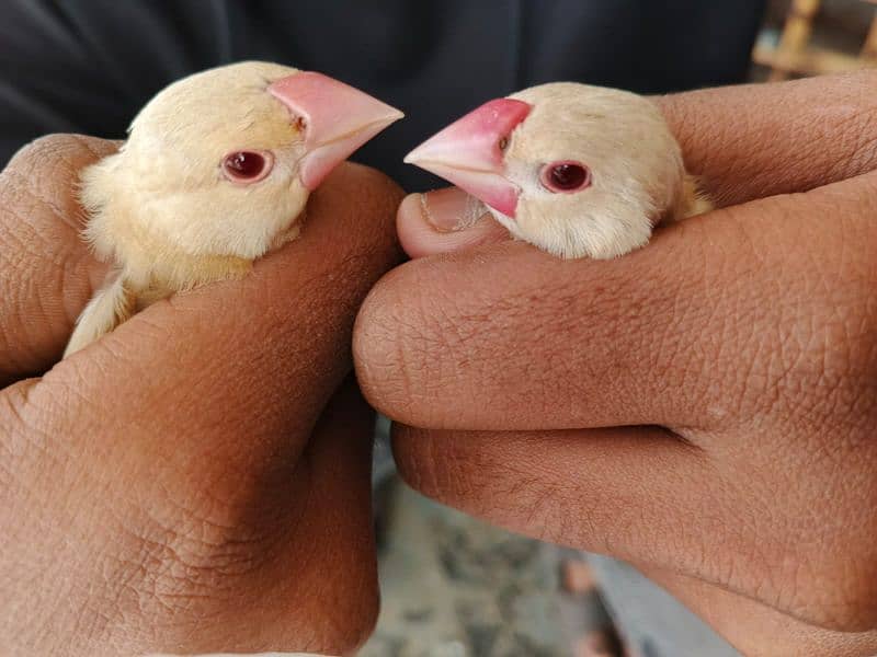 silver gouldian , fawn java , pied , red pied doves , white bengallese 0