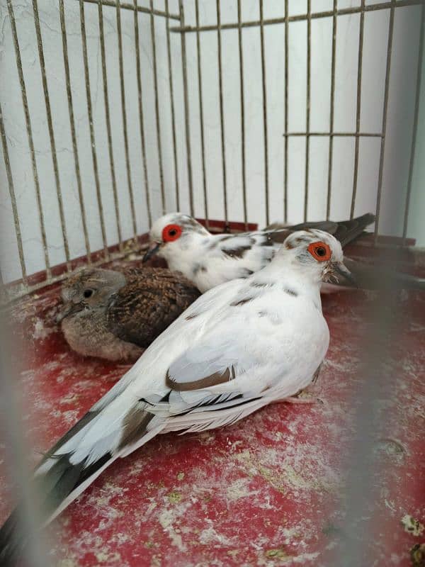 silver gouldian , fawn java , pied , red pied doves , white bengallese 1