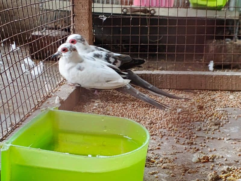 silver gouldian , fawn java , pied , red pied doves , white bengallese 3