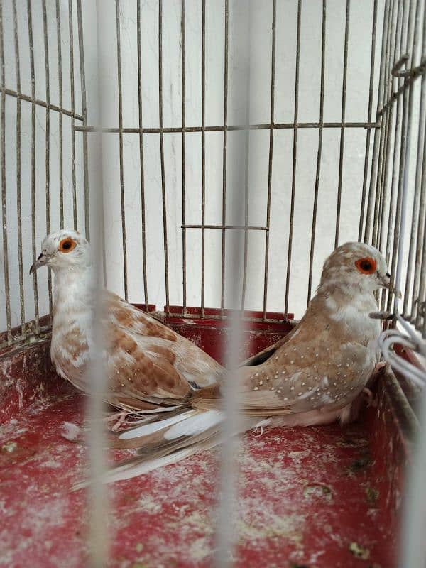 silver gouldian , fawn java , pied , red pied doves , white bengallese 4