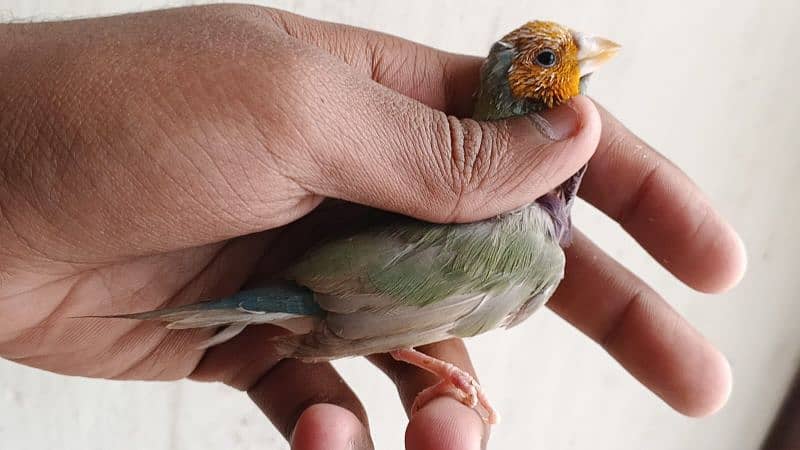 silver gouldian , fawn java , pied , red pied doves , white bengallese 5